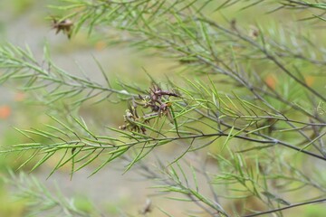 Gall is formed by abnormal growth of plants by parasitic organisms.