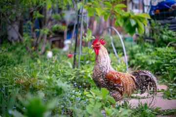 bielefelder rooster walks in the garden	
