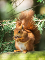 Naklejka na ściany i meble Red Squirrel Eating a Nut