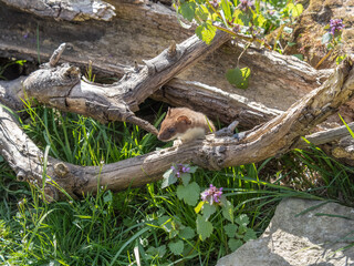 Stoat Head in Grass