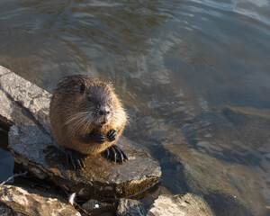 Nutria on stone near the river. Wildlife scene from nature.