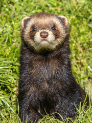 Polecat Portrait