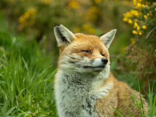 Red Fox Close-up in a Meadow