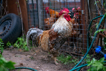 bielefelder rooster in the garden / The rooster cries among the chickens
