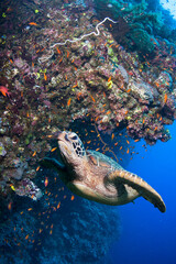 Sea Turtle swimming in a beautiful and healthy tropical coral reef.
