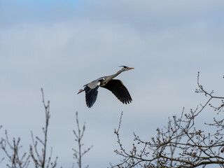 Heron Flying
