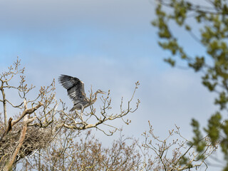 Young Heron Flapping its Wings Practising Flying