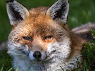 Red Fox Close-up in a Meadow