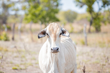 portrait of a cow