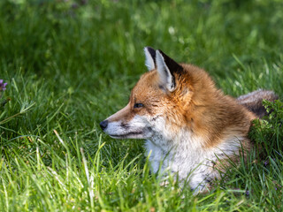 Red Fox Close-up in a Meadow