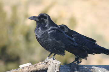 Crows on a Fencepost