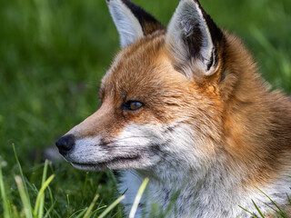 Red Fox Close-up in a Meadow