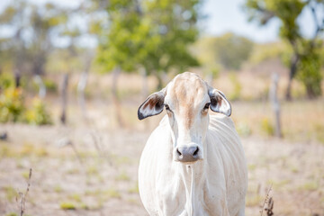 portrait of a cow