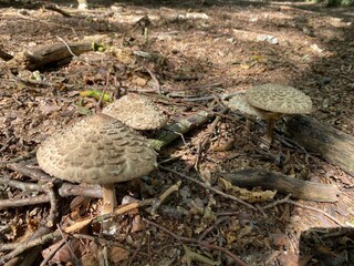 mushrooms in the forest