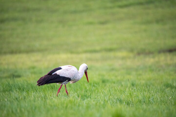 Obraz na płótnie Canvas A stork in the meadow is looking for food. Spring in Poland.