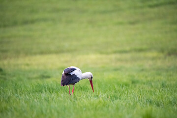 Obraz na płótnie Canvas A stork in the meadow is looking for food. Spring in Poland.