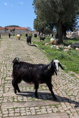 colorful goats walk among the ruins of ancient lycian town Andriake in Turkey