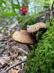 mushrooms in the forest