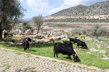 colorful goats walk among the ruins of ancient lycian town Andriake in Turkey