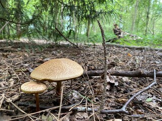 mushroom in the forest