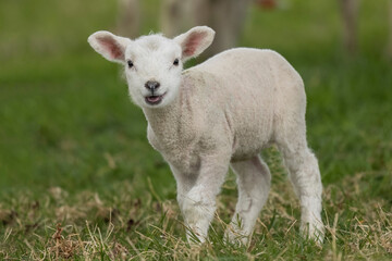 Naklejka na ściany i meble Cute lamb in the field, Scotland
