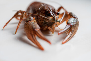 close-up view, river crayfish, shrimp, on a light background. Selective focus. High key