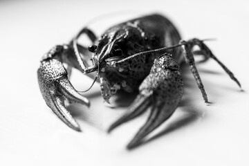 Black and white photo, close-up, crayfish, shrimp, on a light background. Selective focus. High key 