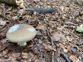 mushroom on the ground
