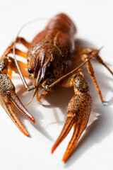 close-up view, river crayfish, shrimp, on a light background. Selective focus. High key