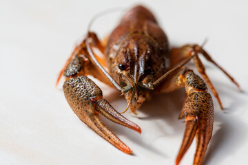 close-up view, river crayfish, shrimp, on a light background. Selective focus. High key