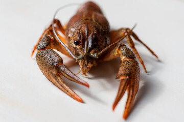 close-up view, river crayfish, shrimp, on a light background. Selective focus. High key