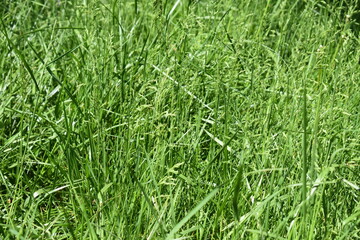 Grass