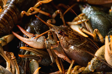 fresh raw crayfish in a bowl before cooking, close up. Healthy seafood. Selective focus