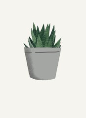 cactus in flowerpot. Succulent flower Illustration isolated 