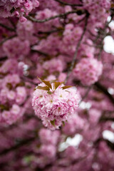 Beautiful cherry blossom sakura in spring time over blue sky. Spring time in the nature. Botanical garden, sakura blossoms, tree pink flowers, closeup. 