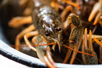 fresh raw crayfish in a bowl before cooking, close up. Healthy seafood. Selective focus