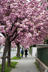 Street during spring time. Beautiful cherry blossom sakura in spring time. Spring time in the city. Sakura blossoms, tree pink flowers.