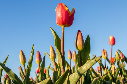 Tulips in the Netherlands