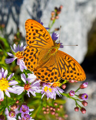 Close up of a great spangled fritillary
