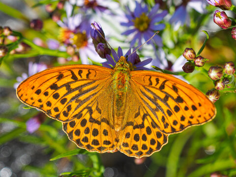 Close up of a great spangled fritillary