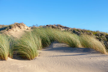 Les dunes de sable ou la digue sur la côte néerlandaise de la mer du Nord, Mise au point sélective de l& 39 herbe de marram européenne (herbe de plage) sous le ciel bleu comme arrière-plan, Arrière-plan de la texture du motif Nature, Hollande du Nord, Pay