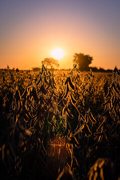 soybean field for harvest