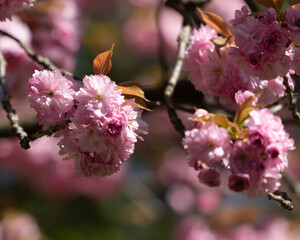 Blossoms on a tree in the park