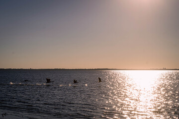 Naklejka premium Cordoba Mar Chiquita Argentina Lagoon and Flamingos