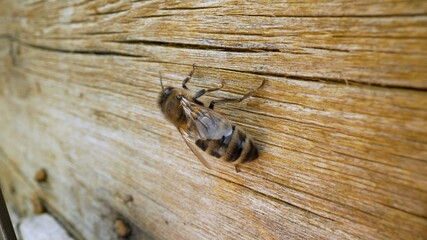 Honey bees in a hive on a spring day. Cloudy day and bees close up. Macro shot of bees. In summer, bees crawl in the hives.
