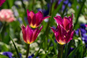 Tulips in Park at Spring