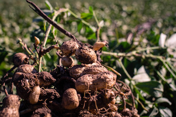 peanut field and harvest