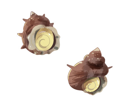 498 最適な 栄螺 画像 ストック写真 ベクター Adobe Stock