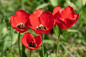 Tulips in Park at Spring