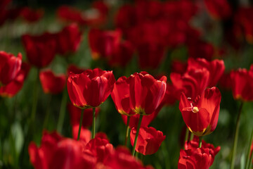 Tulips in Park at Spring